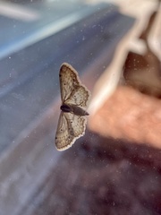 Idaea dimidiata