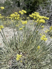 Eriogonum brevicaule laxifolium
