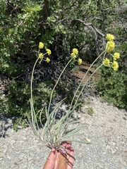 Eriogonum brevicaule laxifolium