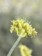 Eriogonum brevicaule laxifolium