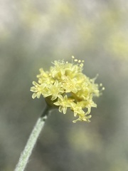 Eriogonum brevicaule laxifolium