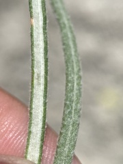 Eriogonum brevicaule laxifolium