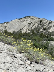 Eriogonum brevicaule laxifolium