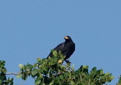 Buteogallus anthracinus anthracinus