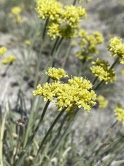 Eriogonum brevicaule laxifolium