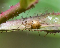 Macrosiphum rosae