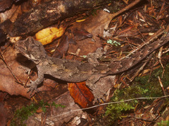 Mokopirirakau southern north island
