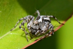 Oxyopes scalaris
