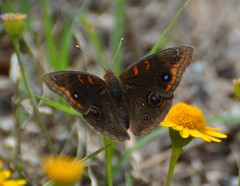 Junonia stemosa