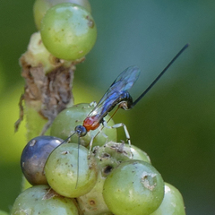 Calliephialtes grapholithae