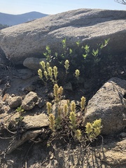 Castilleja nana