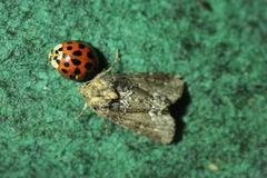 Oligia strigilis