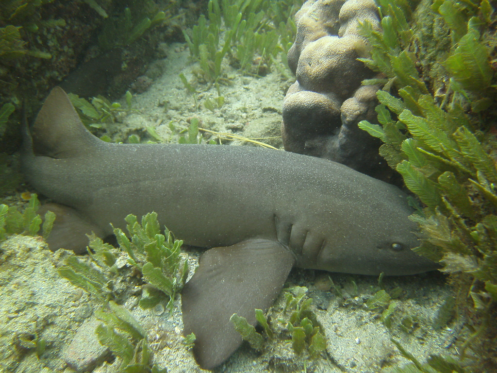 Photo of Pacific nurse shark (Ginglymostoma unami)