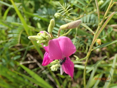 Tephrosia grandiflora