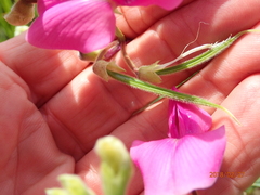 Tephrosia grandiflora