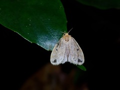 Rhypotoses maculutea