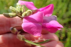 Tephrosia grandiflora