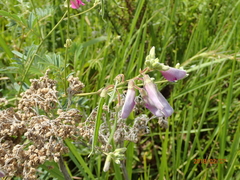 Tephrosia grandiflora