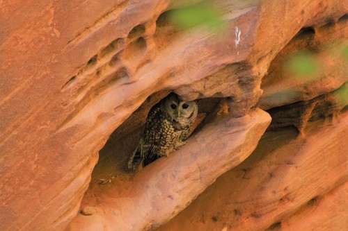 Mexican Spotted Owl photographed in Utah