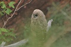 Strix occidentalis lucida