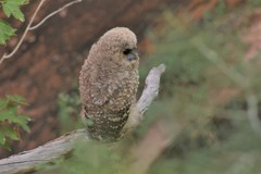 Strix occidentalis lucida