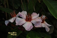 Strophanthus