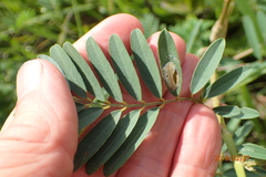 Tephrosia grandiflora
