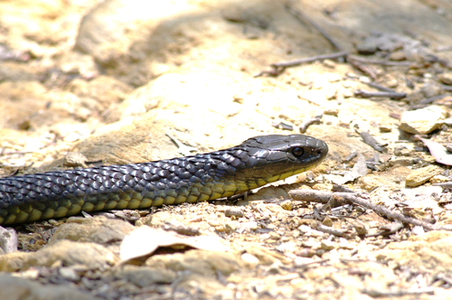 Tiger Snake sighting