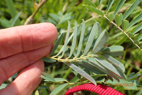Image of Tephrosia grandiflora by no rights reserved
