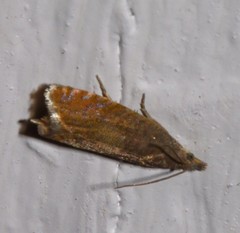Dichrorampha aeratana