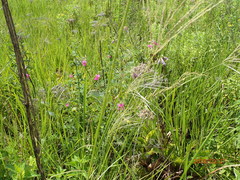 Tephrosia grandiflora