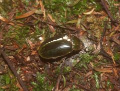 Stethaspis