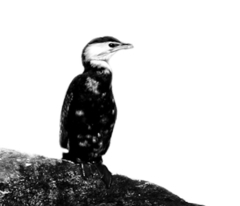 Microcarbo melanoleucos brevirostris