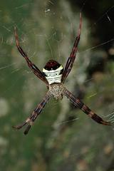 Argiope vietnamensis