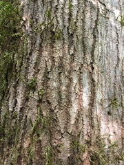 Acer binzayedii