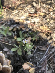 Leptosiphon ciliatus