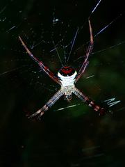 Argiope vietnamensis