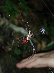Argiope vietnamensis