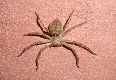 Polybetes rapidus