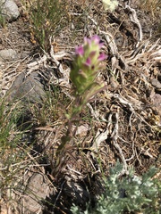 Orthocarpus cuspidatus