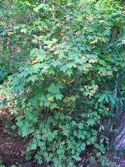 Acer binzayedii