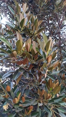 Ficus macrophylla