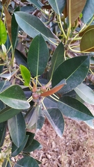Ficus macrophylla