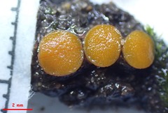 Ramsbottomia asperior