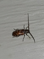 Eupogonius tomentosus