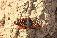 Euphydryas anicia alena