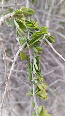 Porlieria chilensis