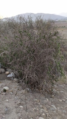 Porlieria chilensis