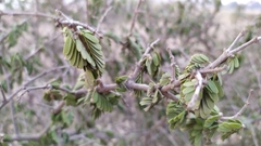 Porlieria chilensis