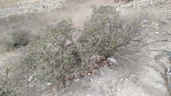 Porlieria chilensis